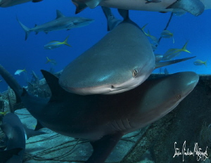 Reef Sharks are fast and very acrobatic! Sharks to Sharks... by Steven Anderson 